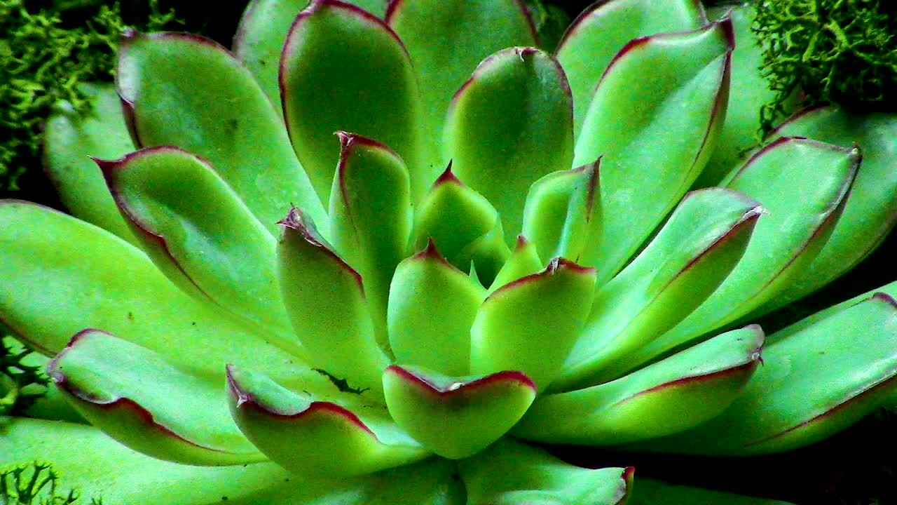 물을 보존하는 실내 다육 식물