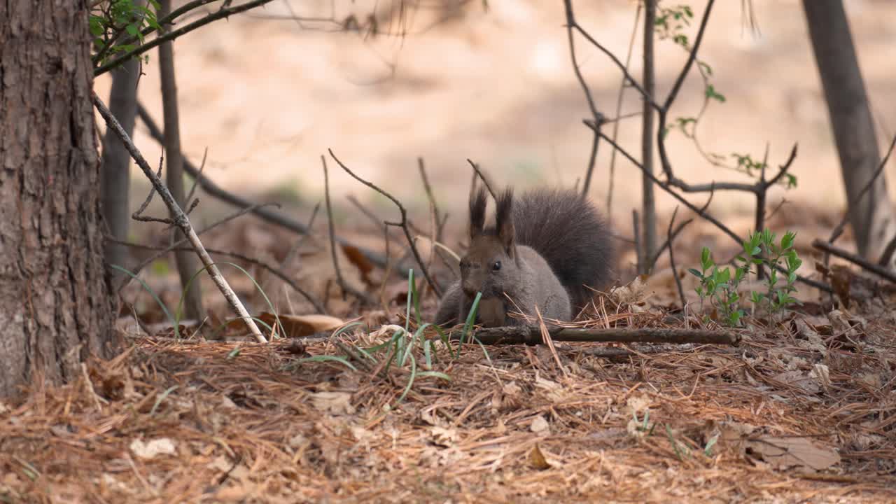 ardilla de árbol coreana en busca de piñones caídos entre agujas de pino en el suelo en el bosque de yangjae