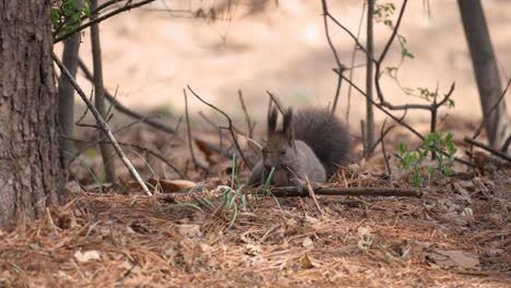 Koreanisches-Baumeichhörnchen,-Das-Nach-Gefallenen-Kiefernnüssen-Zwischen-Kiefernnadeln-Auf-Dem-Boden-Im-Yangjae-wald-Sucht