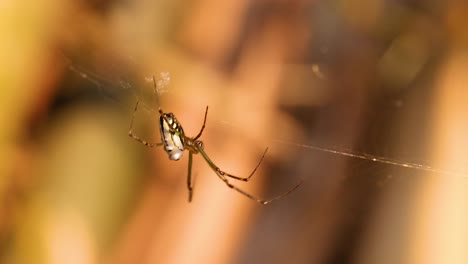 spider weaving intricate web in gold coast