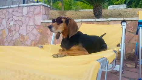 dog on a chaise long wearing sunglasses. a relaxing moment.