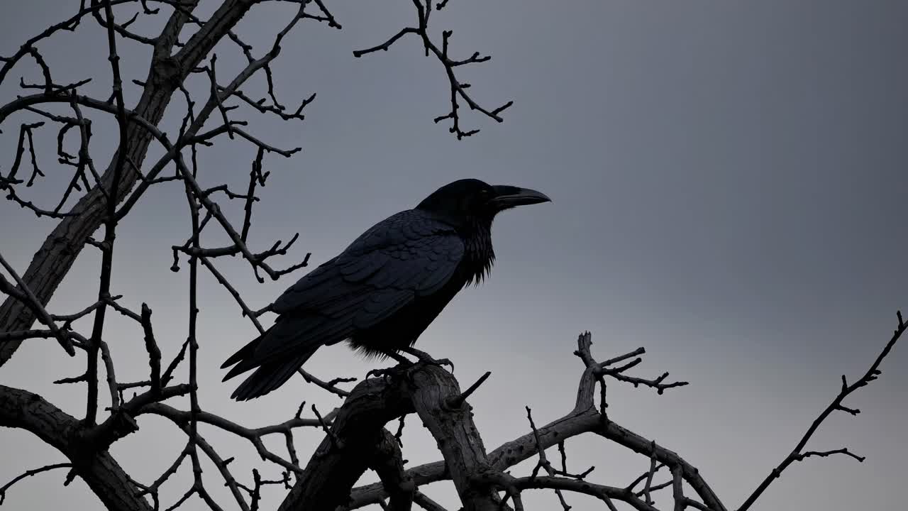 Silhouette of a raven perched on bare branches against a moody sky, captured from a low angle