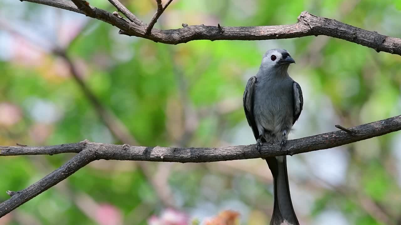 el drongo ceniciento es un migrante regular asustadizo a tailandia en el que le gusta posarse en lo alto de las ramas, que pueden estar lejos del alcance de humanos o animales, fácil de despegar y capturar insectos