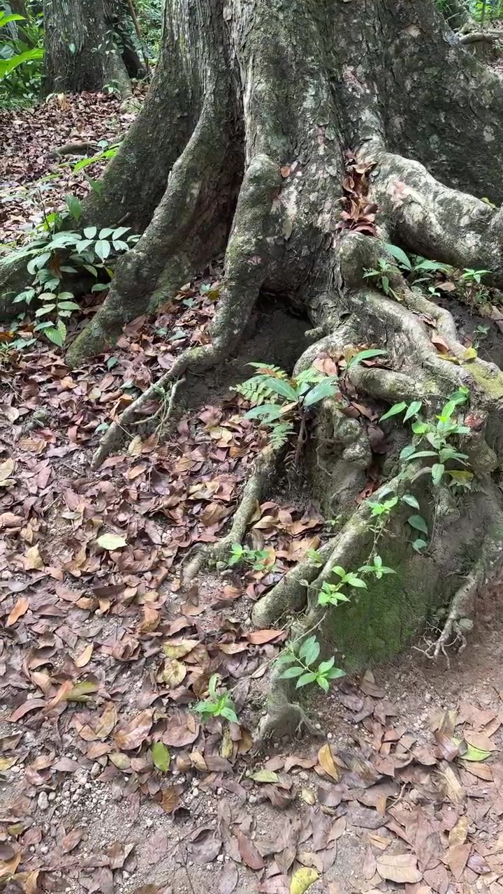 Large Tree Roots Exposed on Forest Floor Covered in Fallen Leaves