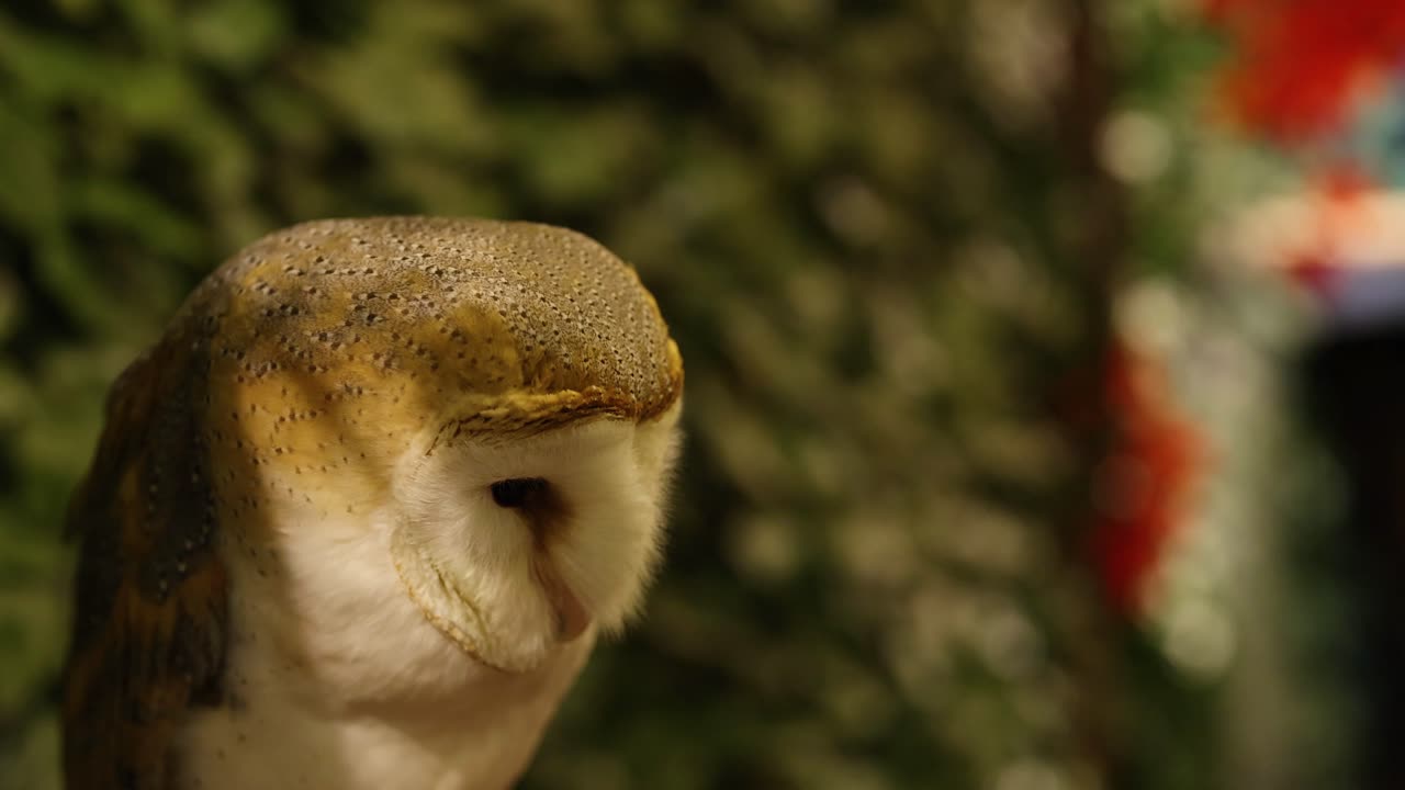 自然の中で首を回すフクロウ