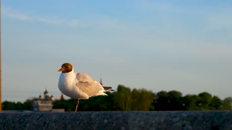 Close-up-footage-of-a-seagull-in-Tallinn-Estonia-in-4K-located-in-Europe-Baltics-standing-on-one-leg