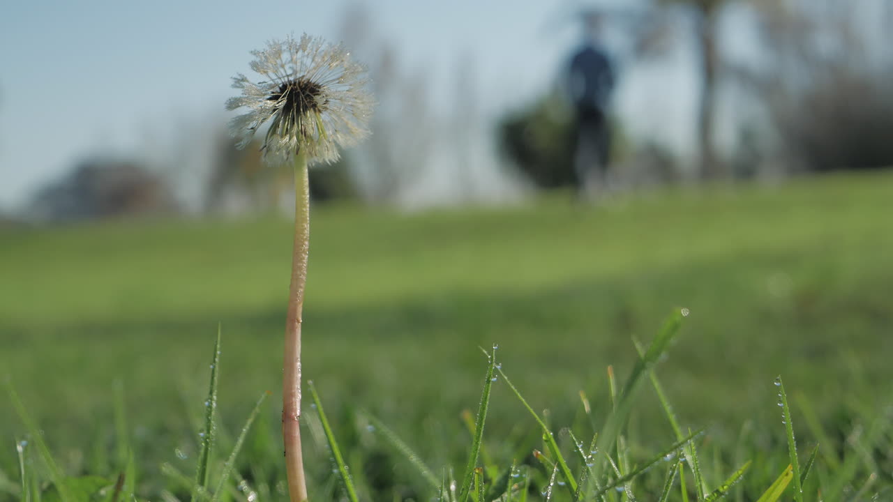 전경에 이슬이 덮인 민들레와 배경에서 걸어가는 남자