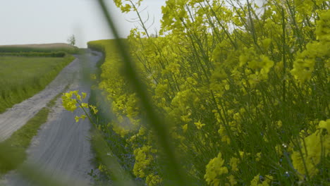 farm road next to bright yellow canola oilseed rape field, low angle trucking