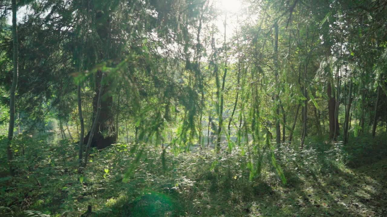 나무가 우거진 풍경을 걷다, 햇빛이 비치다