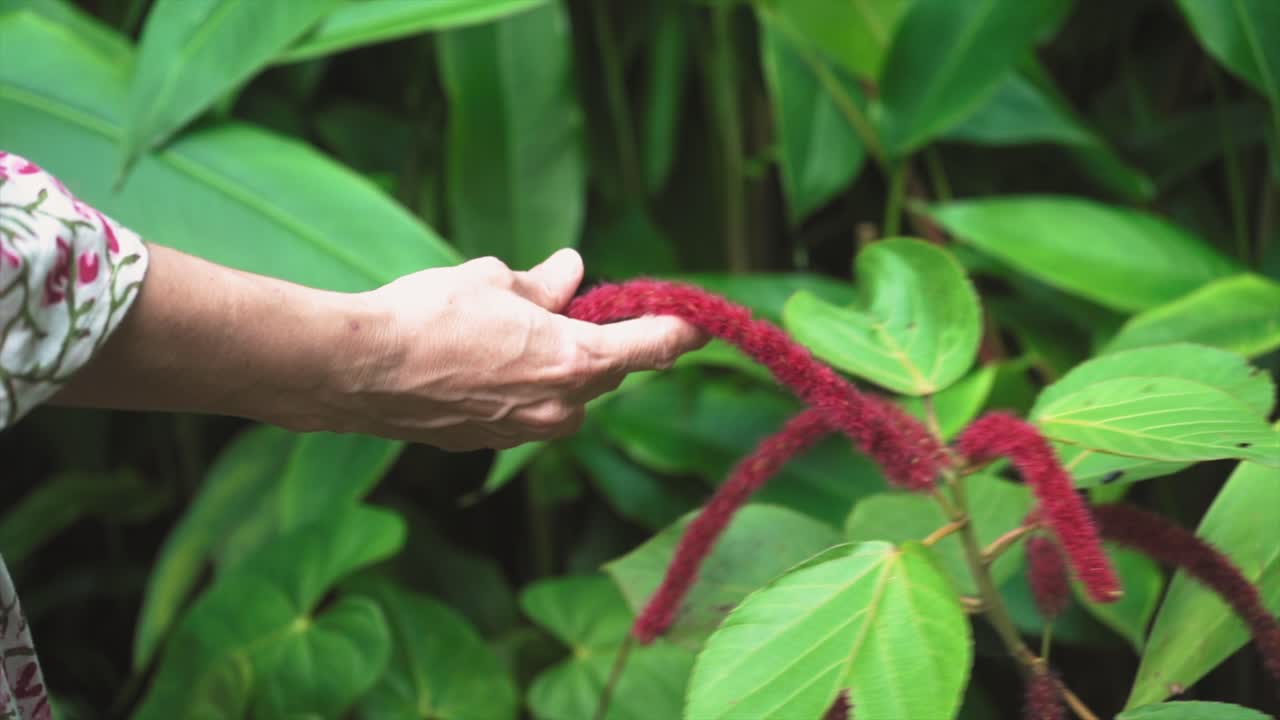 encuentro colorido: mujer con vestido de flores tocando una planta roja con hojas verdes