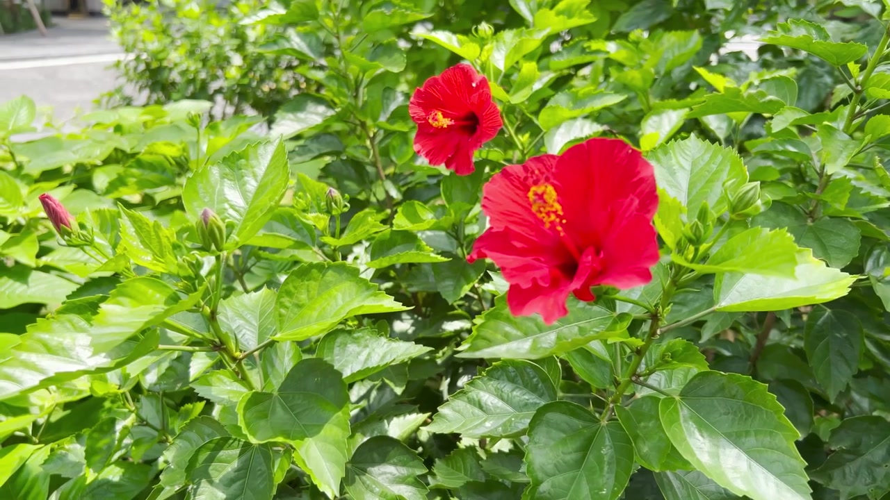 Fiori di ibisco rosso vivace che sbocciano in un giardino lussureggiante