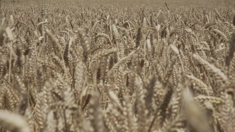 wheat crop swaying through wind outdoor in nature