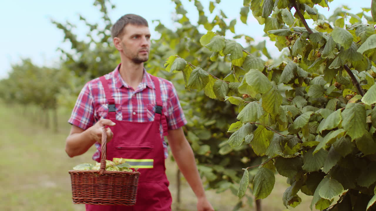 Man farmer plucks collects ripe hazelnuts from deciduous hazel trees rows in garden harvesting