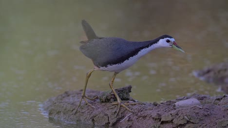 gallina de agua de pecho blanco en el área del estanque por la mañana