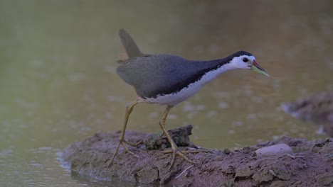 white breasted water hen in pond area in morning