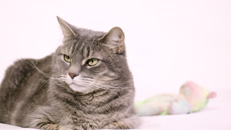 uhd tabby cat looks sternly at the camera while laying down with a stuffed bear against a white background