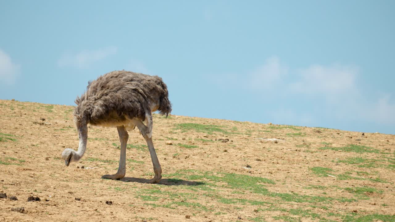 avestruz picoteando comida en la colina con cielo azul en el fondo en las tierras de cultivo de anseong