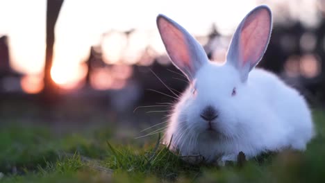 a small eared rabbit sits on the grass and looks at the camera