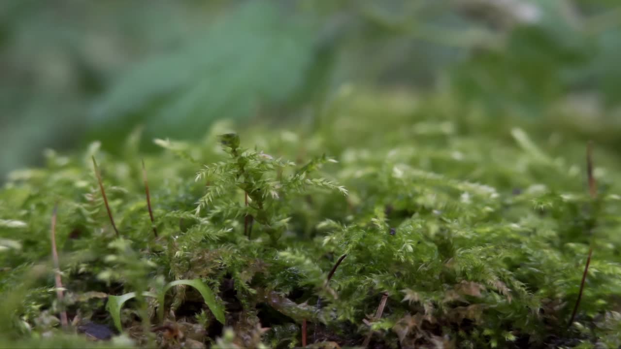 Pamiętnikowiec klubowy (selaginella selaginoides) zielona roślina, makro, ujęcie z przesuwaniem