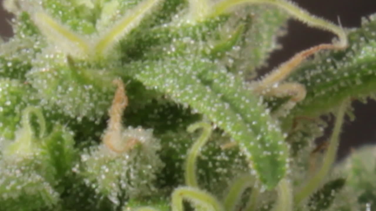 눈에 보이는 암술과 밀키 트리코메스가 있는 녹색 암컷 마리화나 꽃 잎의 가까운 전망