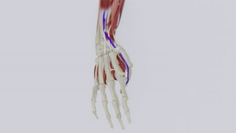 finkelstein test video | diagnosis of de quervain's disease diagnosis video hd