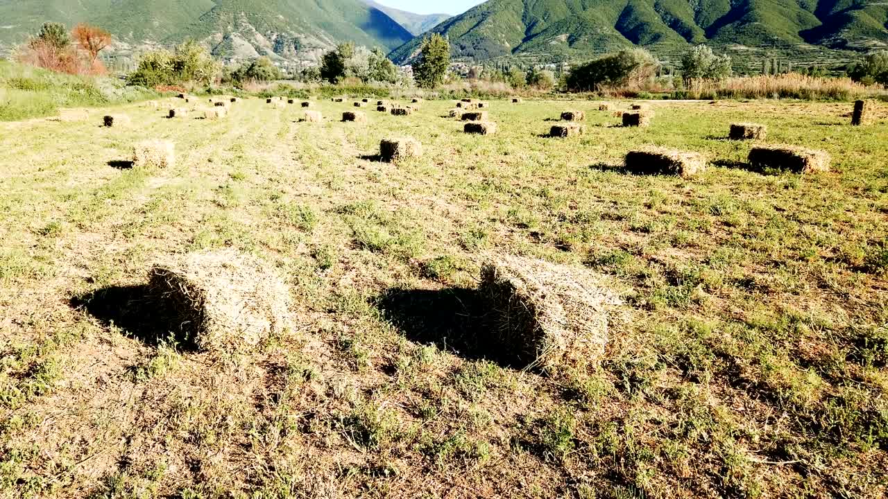 수확 후 에 있는 알. 농업. 황금  풍경의 알