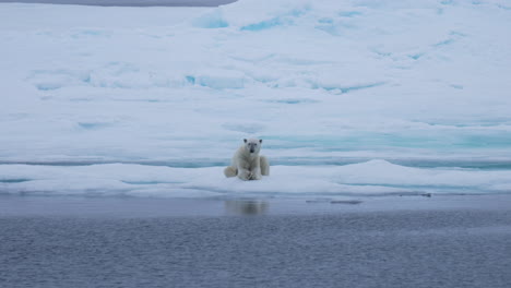 Oso-Polar-Relajándose-Sobre-El-Hielo-Y-Mirando-La-Cámara,-Cámara-Lenta,-Animal-Salvaje-En-Hábitat-Natural