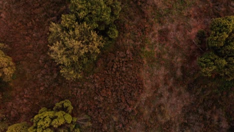Top down drone view of heather fields in autumn in The Netherlands part of a unique Dutch landscape after a hot and dry summer