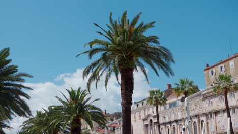 palm trees on the promenade of split