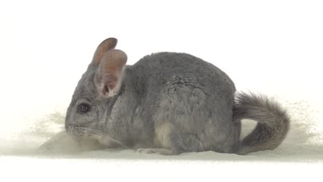 gray chinchilla on sand