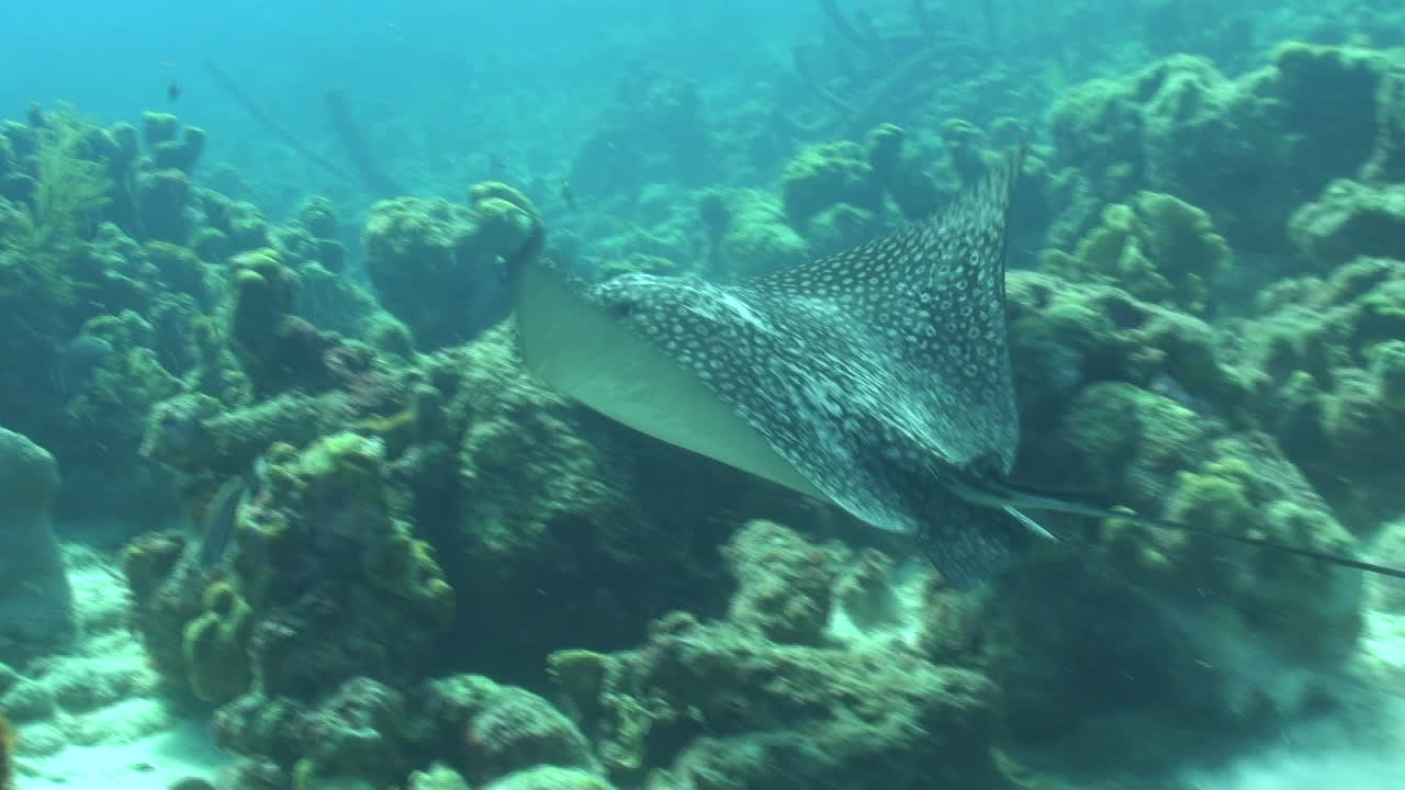 A stunning eagle ray digs through the sand, looking for food. Surrounded by coral, it eventually swims away