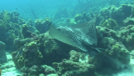 a stunning eagle ray digs through the sand, looking for food. surrounded by coral, it eventually swims away