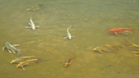 carp fish in the pond