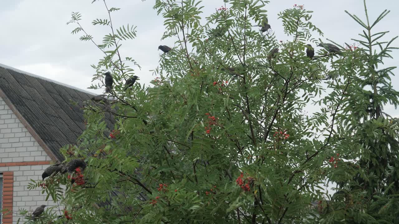 muchos pájaros en el árbol de fresno