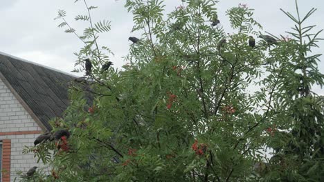 Viele-Vögel-Auf-Dem-Ebereschenbaum