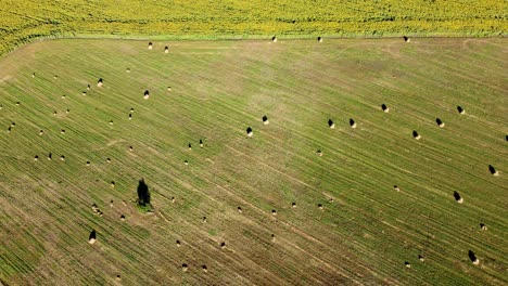 Raben-Fliegen-über-Ackerland-Mit-Runden-Heuballen-Neben-Gelbem-Sonnenblumenfeld