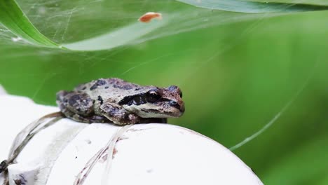 a frog sitting on a pipe