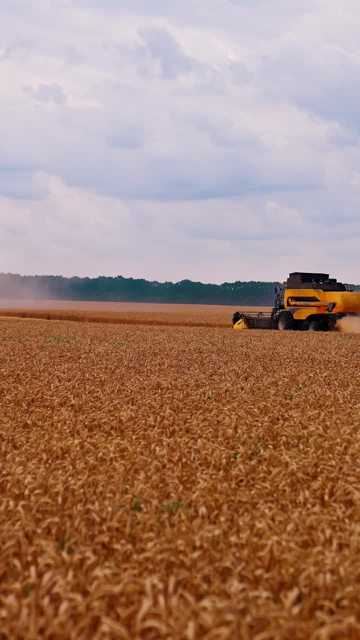 Kyiv, Ukraine, 2 May 2025: Harvester working in field. Combine harvesting wheat plants in the golden wheat field. Vertical video