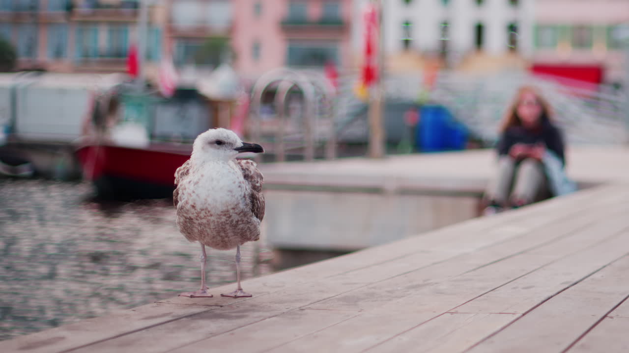 Close up of a seagull on a ledge with a blurred view of a harbour on the background