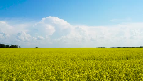 Low-altitude-flight-above-blooming-rapeseed-field-with-yellow-flower,-Latvia