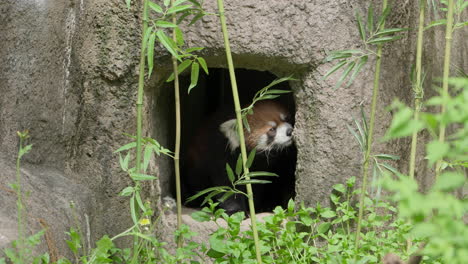 gato oso, panda rojo sale del agujero de la cueva de roca