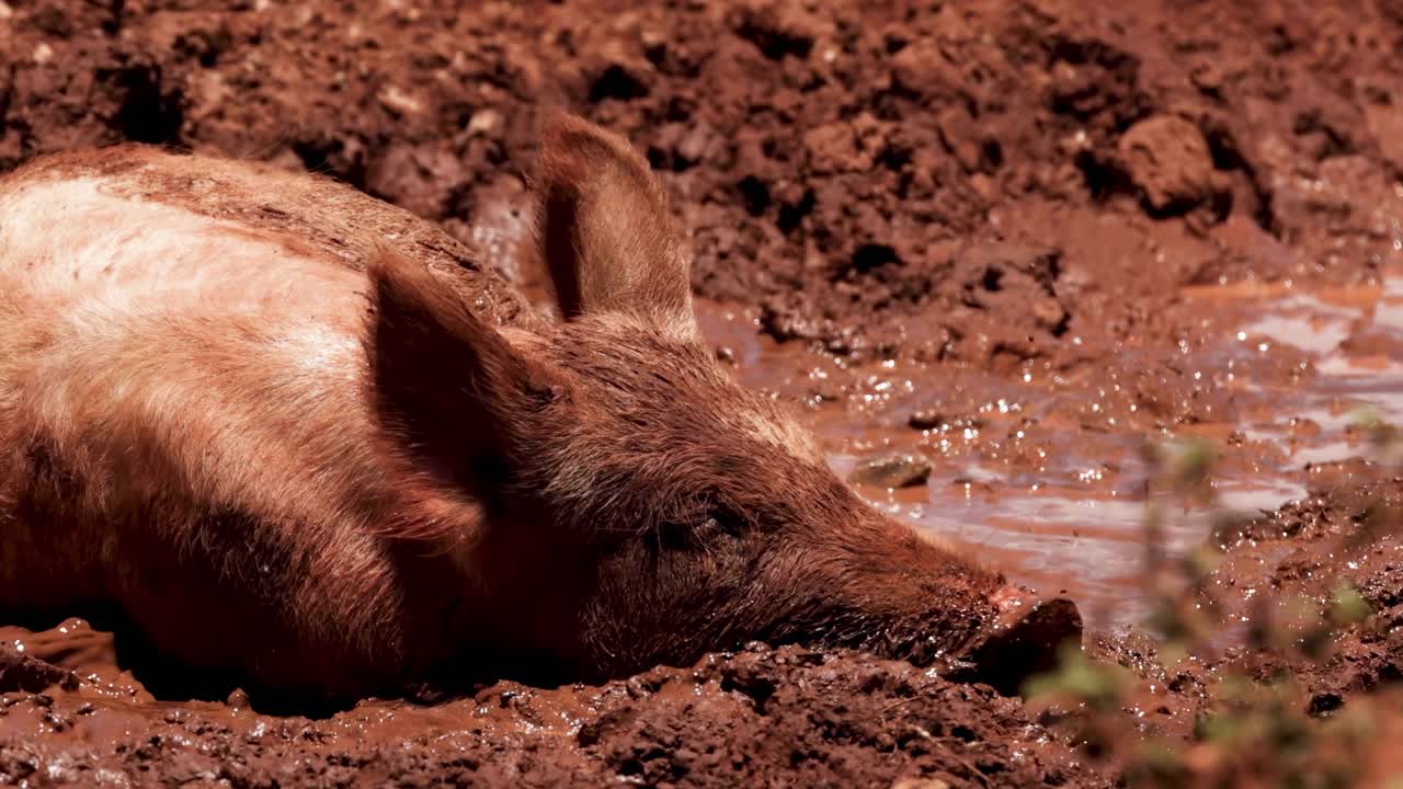 A pig rests contentedly in a muddy area, enjoying the warmth of the sun.