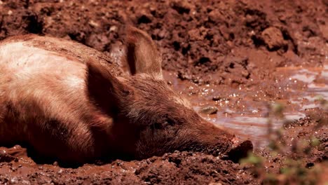 a pig rests contentedly in a muddy area, enjoying the warmth of the sun.