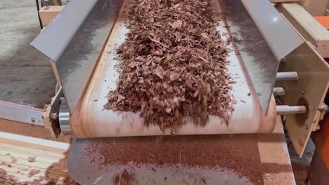 dried shredded tobacco on conveyor belt at cigarette and tobacco factory in dominican republic