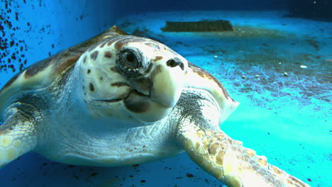 tortuga gigante en el acuario kamon, japón