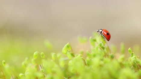 close-up de la vida silvestre de una mariquita en la hierba verde en el bosque