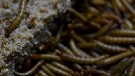 the mealworm is a species of darkling beetle used to feed pets like fish, snakes, birds, and frogs