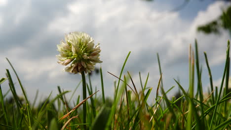 A-low-angle-view-in-the-grass-looking-up-at-the-sky-and-clover-stalk