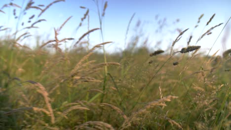 walking through grass at sunset. slow motion