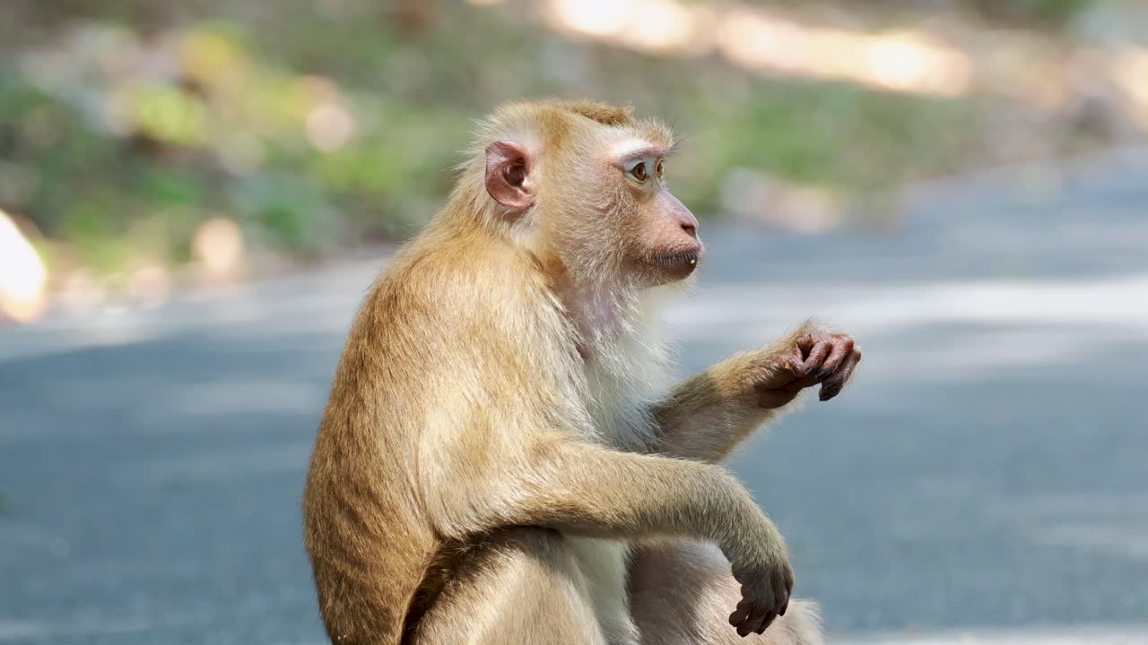 A southern pig-tailed macaque scratches itself in a forest setting, captured with steady camera work and natural lighting